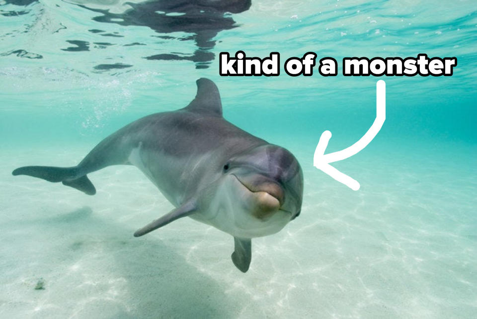 A dolphin swimming with an arrow pointing to it with the caption "kind of a monster"