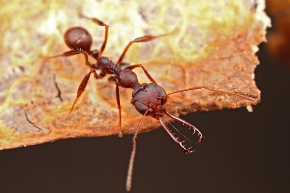 Researchers found that Myrmoteras ants' jaws work differently than those of any other known ant. <cite>Steve Shattuck </cite>
