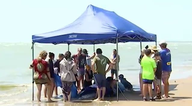 The baby whale was stranded on the beach in Hervey Bay. Photo: 7 News