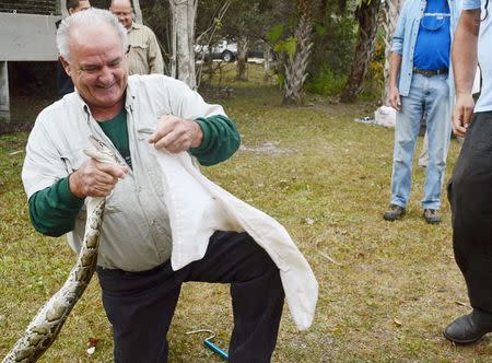 Nicholas Delrossi, 63, works a hissing, snapping Burmese python into a bag during a Florida Fish and Wildlife Conservation Commission "python patrol" training class in West Palm Beach, Florida February 1, 2015. REUTERS/Zachary Fagenson