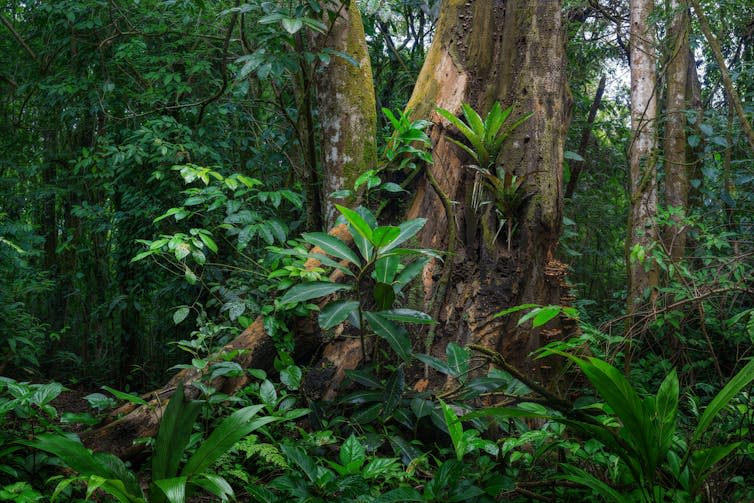 close up of trees in rainforest