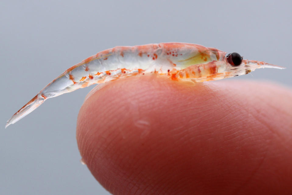 In this July 19, 2010 photo released by PRBO/NOAA, shown is a closeup of krill taken in the Gulf of the Farallones National Marine Sanctuary on an ACCESS cruise off the Northern California coast. Whales, including endangered blue whales and humpbacks, have been feeding off plentiful krill off the coast in record numbers in recent years, colliding with large ships coming in and out of San Francisco Bay at higher-than-usual rates. After a two-year study spurred by this spike in whale strikes, federal regulators and the commercial shipping industry have agreed to redirect ship traffic coming out of the bay, and make others slow down when whales are present. (AP Photo/PRBO/NOAA, Sophie Webb)