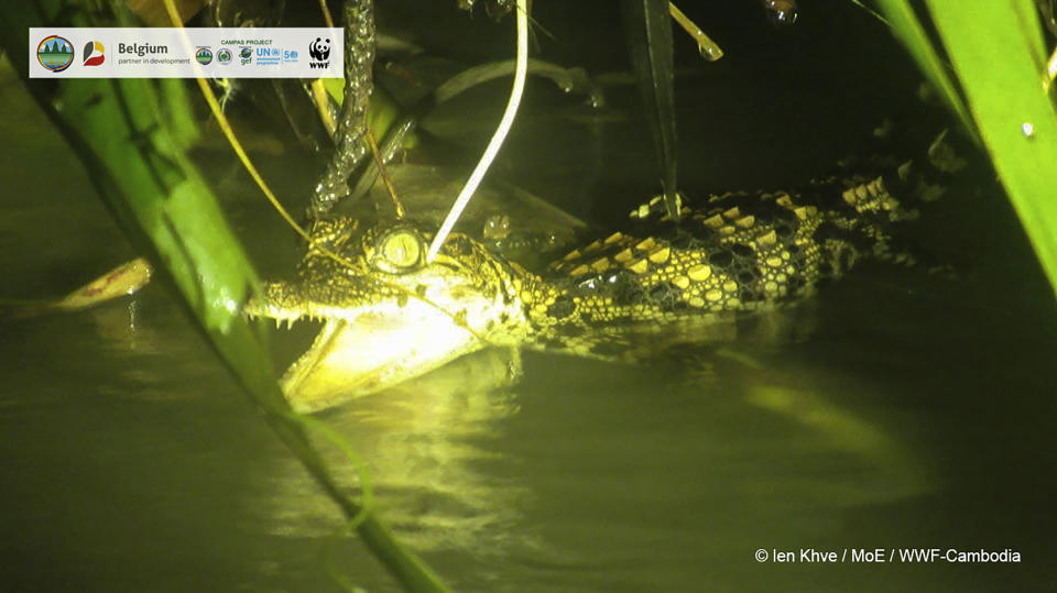 In this image released by Cambodian Environment Ministry and WWF, a Siamese crocodile swims in Srepok Wildlife Sanctuary of Cambodia's Eastern Plains, Mondulkiri province, Cambodia, on Sept. 13, 2021. Eight hatchlings from one of the world’s rarest crocodile species have been found in a wildlife sanctuary in eastern Cambodia, raising hopes for its continuing survival in the wild. Conservationists found the baby Siamese crocodiles in a river in the Srepok Wildlife Sanctuary, Cambodia's Environment Ministry and the World Wildlife Fund said Tuesday, Sept. 21, 2021. (Cambodian Environment Ministry and WWF via AP)