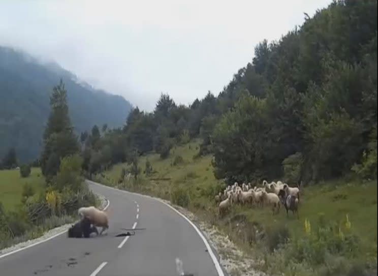 A herd of angry sheep trample their lady shepherd. Photo from YouTube.