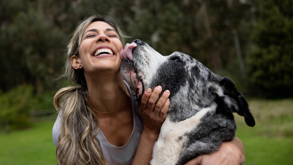 great dane licking girl