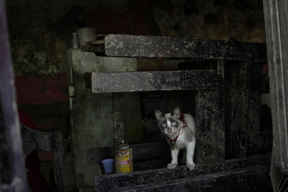 A cat named Oreo peers from its home that was flooded in Las Tejerias, Venezuela, Monday, Oct. 10, 2022. A fatal landslide fueled by flooding and days of torrential rain swept through this town in central Venezuela. (AP Photo/Matias Delacroix)