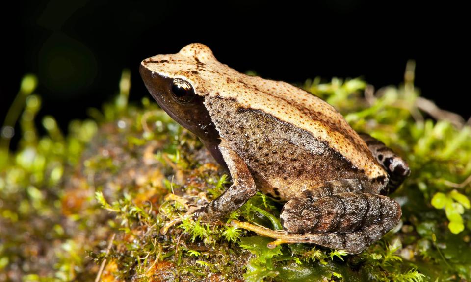 This undated photograph shows one of the 14 new species of so-called dancing frogs discovered by a team headed by University of Delhi professor Sathyabhama Das Biju in the jungle mountains of southern India. The study listing the new species brings the number of known Indian dancing frogs to 24 and attempts the first near-complete taxonomic sampling of the single-genus family found exclusively in southern India's lush mountain range called the Western Ghats, which stretches 1,600 kilometers (990 miles) from the west state of Maharashtra down to the country's southern tip. (AP Photo/Satyabhama Das Biju)