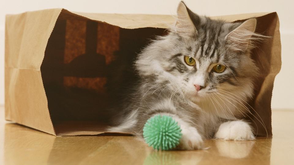 Entertaining pets is one of many uses for paper bags