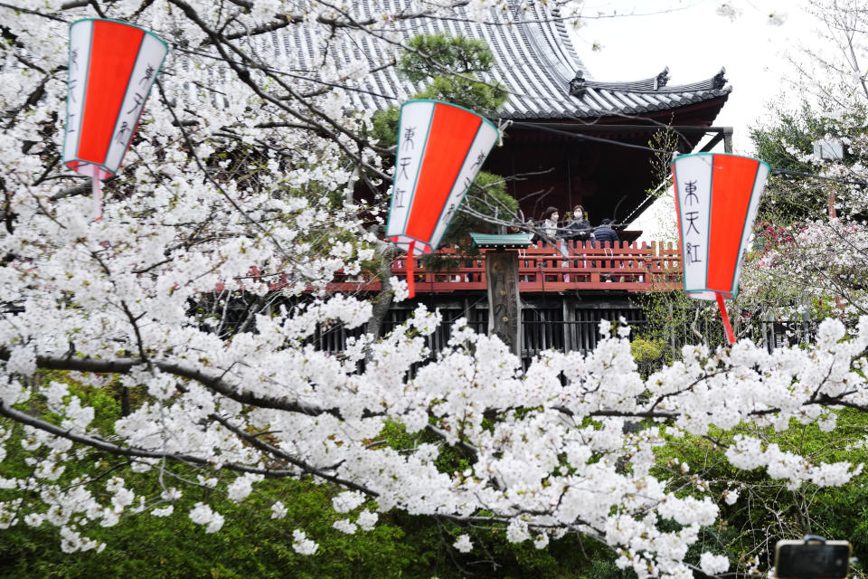 Visitantes observan la floración de los cerezos en el Parque Ueno, el 5 de abril de 2024, en Tokio. Multitudes se reunieron en Tokio para disfrutar de los famosos cerezos en flor de Japón, que en la capital están floreciendo más tarde de lo esperado debido al frío. (AP Foto/Eugene Hoshiko)