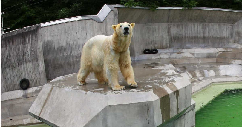 從北極熊的鼻頭、爪墊、嘴唇以及眼睛四周的黑皮膚，就可看出皮膚的原貌，由於黑色的皮膚有助於「吸收熱量」，不過一到了夏季，會因為氧化的緣故，導致北極熊看起來呈現淡黃色、褐色或灰色。（圖／達志／美聯社）