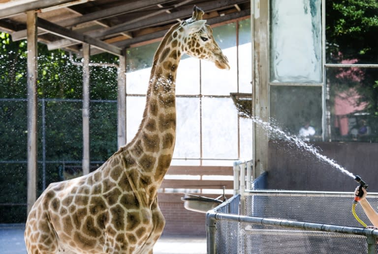 Staff at the Ouwehands Zoo in Rhenen, Netherlands, cool their animals down on June 30, 2015