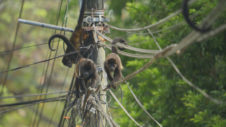 Howler monkeys risk their lives by crossing power lines in search of food. (BBC)