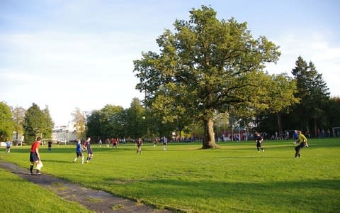 Four-three-tree. A revered oak tree sits in the middle of a football pitch in Estonia - Credit: Wikimedia Commons