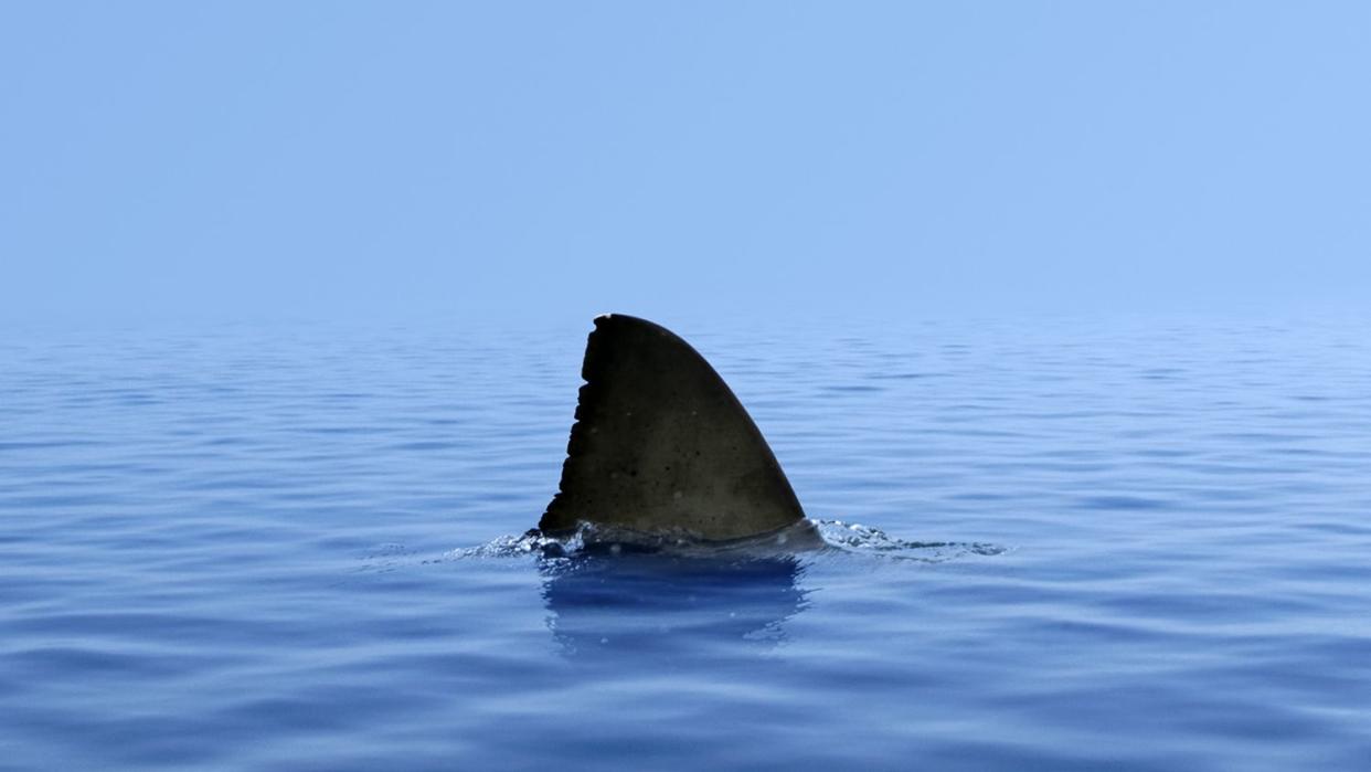 Shark fin above water