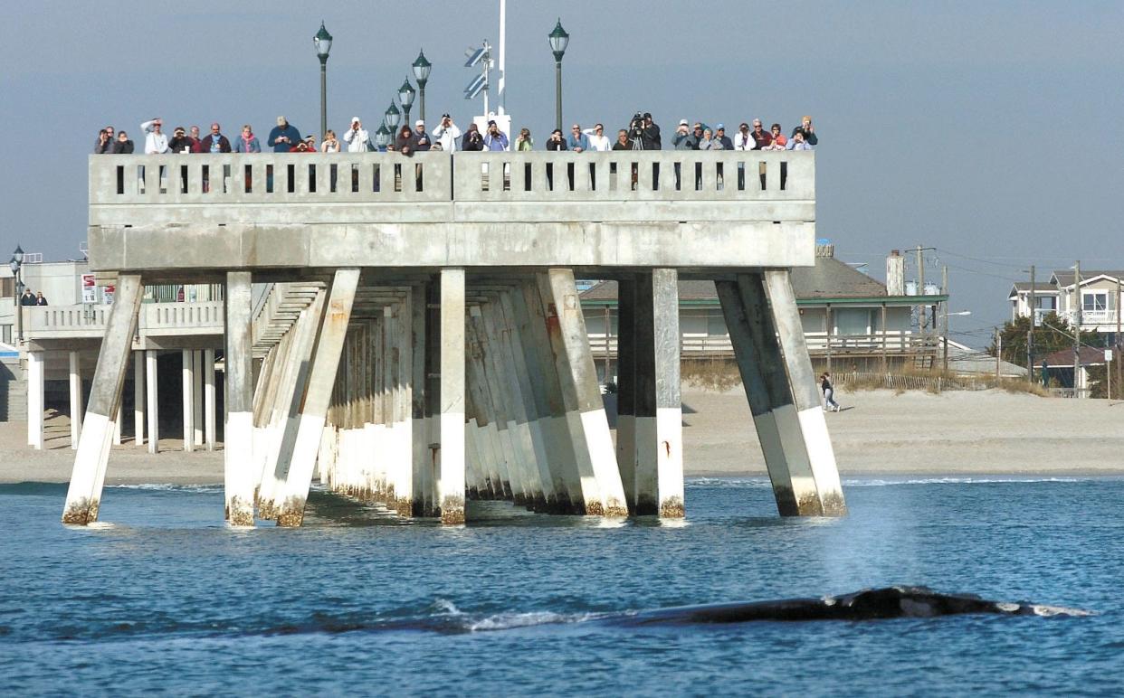 A highly endangered female North Atlantic right whale, accompanied by her calf, passes near Johnnie Mercers Fishing Pier in Wrightsville Beach back in 2004.