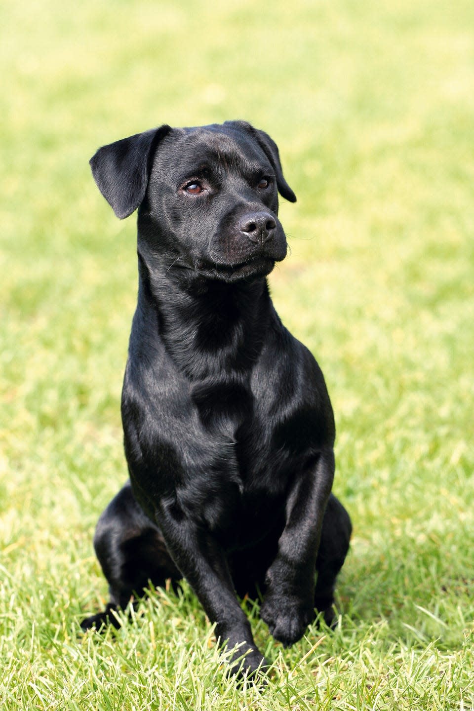 portrait of patterdale terrier in a garden