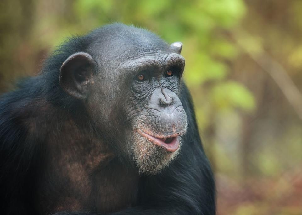 Chimp's Reaction to Seeing the Sky After Being Kept in a Cage Her Whole