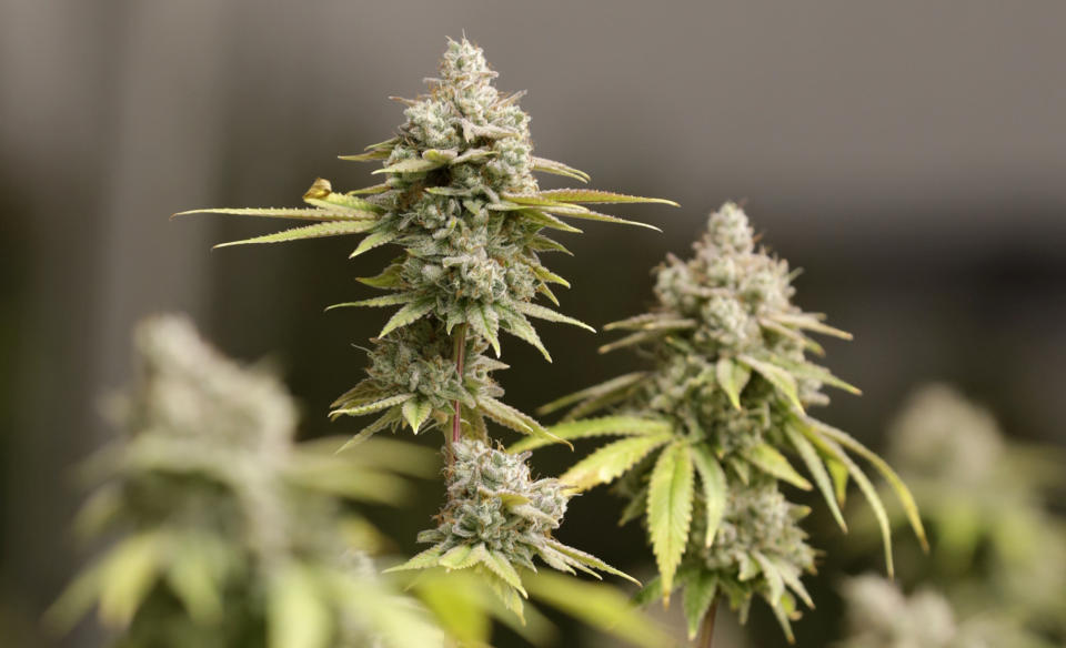 FILE - Marijuana buds ready for harvest rest on a plant at AT-CPC of Ohio, Jan. 28, 2019, in Akron, Ohio. A new law banning foreign nationals and green card holders from contributing to state ballot campaigns in Ohio curtails the constitutionally protected rights of free speech and association, according to a lawsuit filed Thursday, June 28, 2024 in federal court. (AP Photo/Tony Dejak, File)