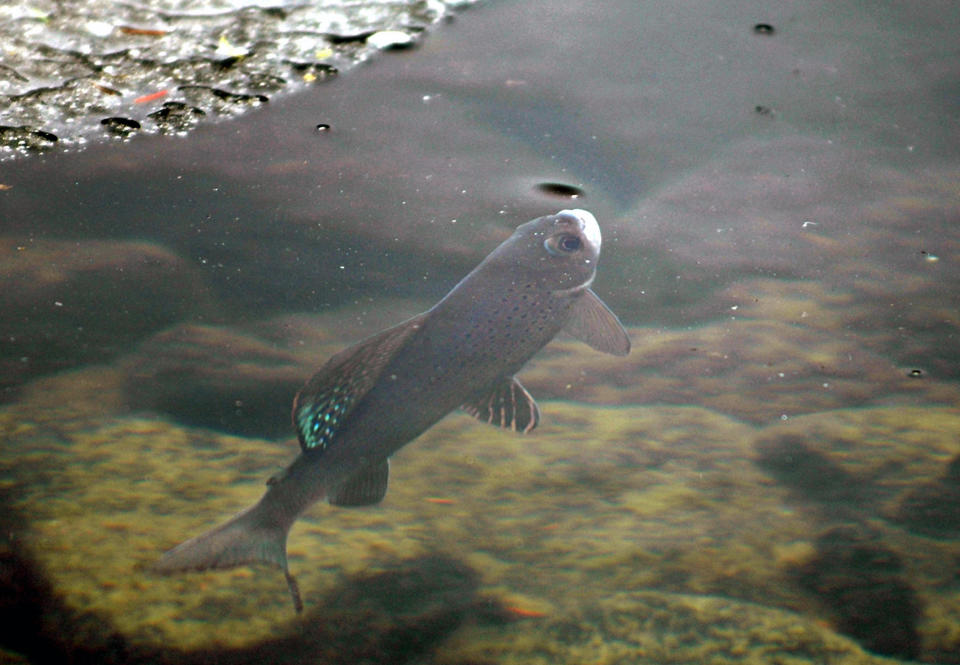 FILE - In this June 27, 2005, file photo, an Arctic grayling is shown in Emerald Lake in Bozeman, Mont. U.S. wildlife officials have rejected federal protections for the rare, freshwater fish species at the center of a long-running legal dispute. The decision, on Wednesday, July 22, 2020, comes almost two years after a federal appeals court faulted the U.S. Fish and Wildlife Service for dismissing the threat that climate change and other pressures pose to Arctic grayling. (Ben Pierce/Bozeman Daily Chronicle via AP, File)