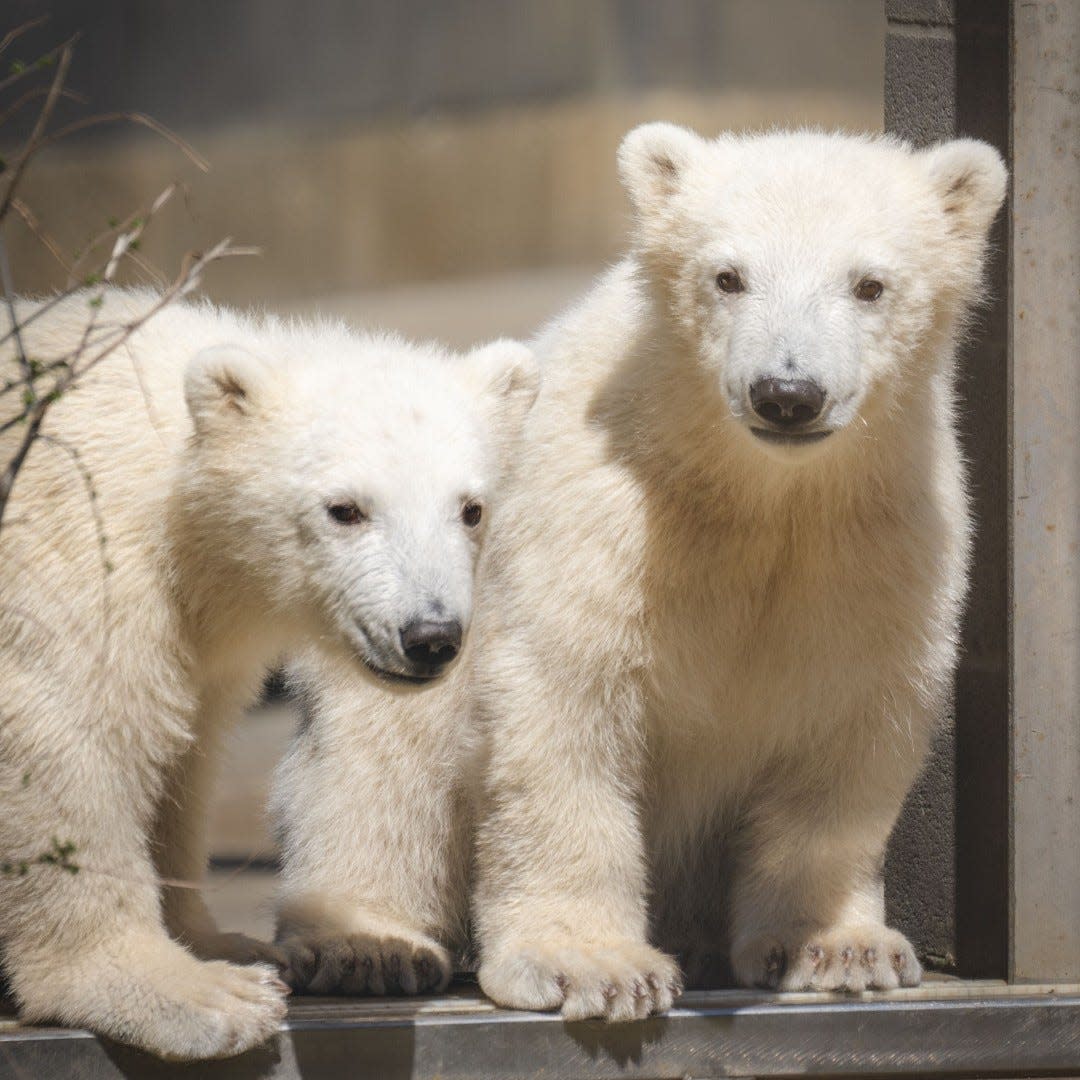 The Toledo Zoo's polar bears are shown.
