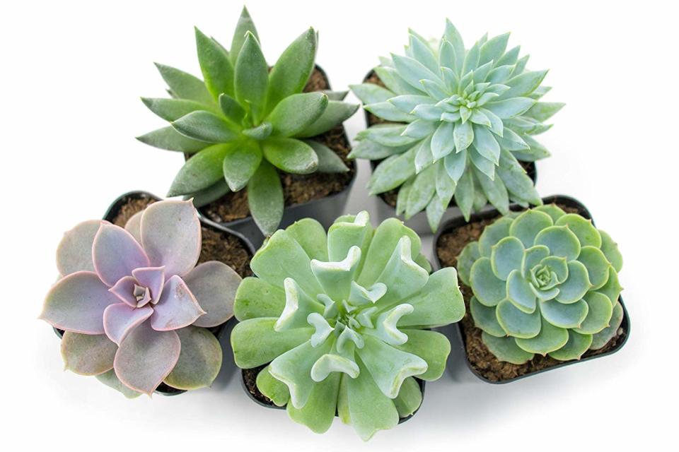 Succulent Plants (5 Pack) (Photo: Amazon)