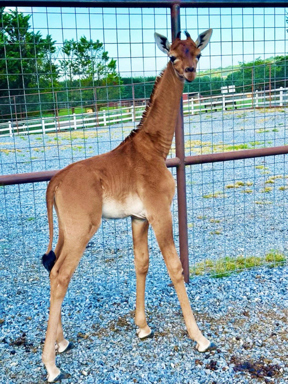 SPOTLESS GIRAFFE (Courtesy Brights Zoo)