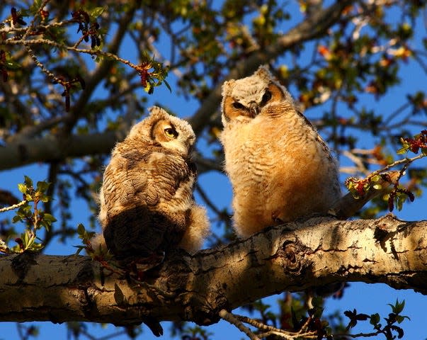 A pair of young great horned owls sit on a tree branch.