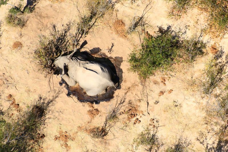 A dead elephant is seen in this undated handout image in Okavango Delta