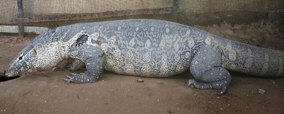 In this undated photo released by Sara Abdalla, director of the zoological park at the University of Khartoum, a Nile monitor lizard is pictured inside its enclosure in Khartoum, Sudan. The animal is one of dozens feared dead or missing inside the park in Sudan's capital after intense fighting made the location unreachable. (Sara Abdalla via AP)