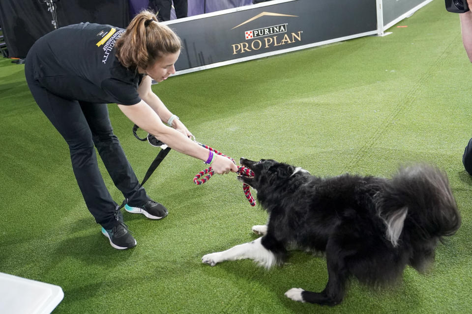 Verb, a border collie, pulls on his leash held by handler Perry DeWitt after competing in the finals of the agility competition at the Westminster Kennel Club dog show in Tarrytown, N.Y., Friday, June 11, 2021. Verb has zoomed and not the virtual way to a second-time win in the Westminster Kennel Club dog show's agility contest. Verb and handler Perry DeWitt of Wyncote, Pennsylvania, also won the title in 2019. (AP Photo/Mary Altaffer)