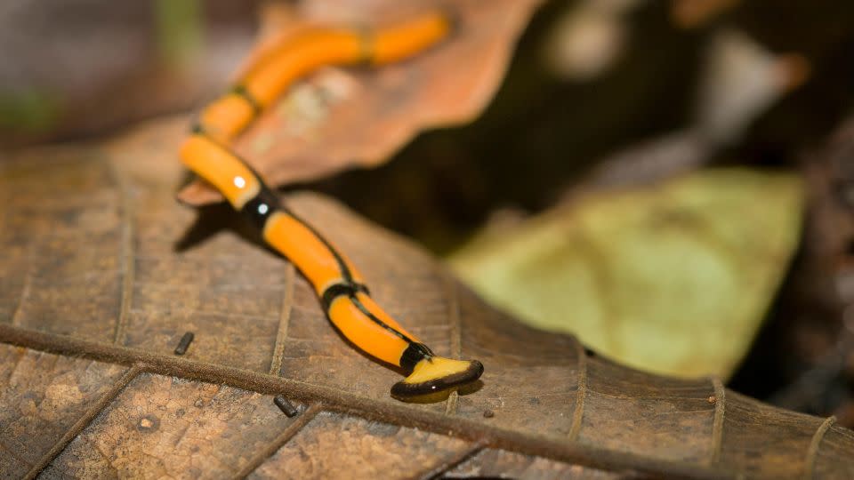 A hammerhead worm, also known as a broadhead planarian, demonstrates toxicity with bold coloration. The worm favors warm and damp habitats. - Bazzano Photography/Alamy Stock Photo