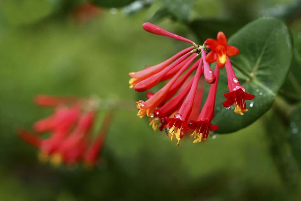 <p>The bright red tubular flowers of trumpet honeysuckle (<em>Lonicera sempervirens</em>) signal an open buffet to our hummingbird friends. Unlike the invasive honeysuckle you might be more familiar with, McCurry says, this species is native to the Southeastern United States. Consider planting this climbing perennial near a tree, wall, fence, or other garden structure. </p><p><strong>Plant in full to part sun. Best in zones 4 to 9.</strong></p>