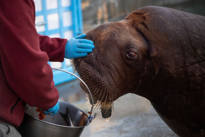 Teenage walruses at Point Defiance Zoo & Aquarium in Tacoma