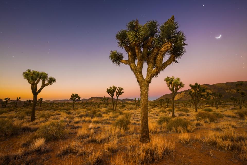 Joshua Tree National Park