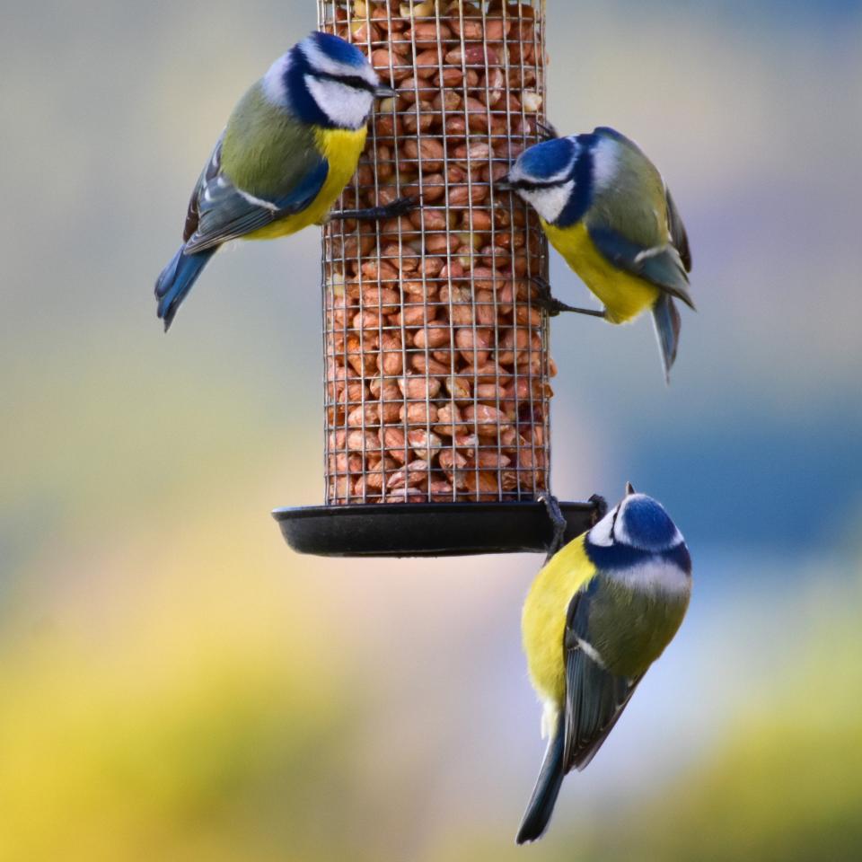 Bird feeder -  Ingunn B. Haslekaas