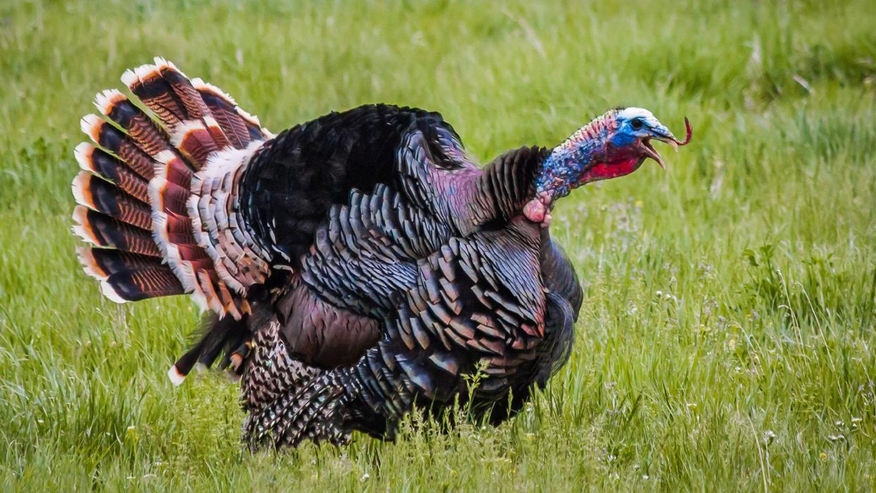 Merriam's Turkey