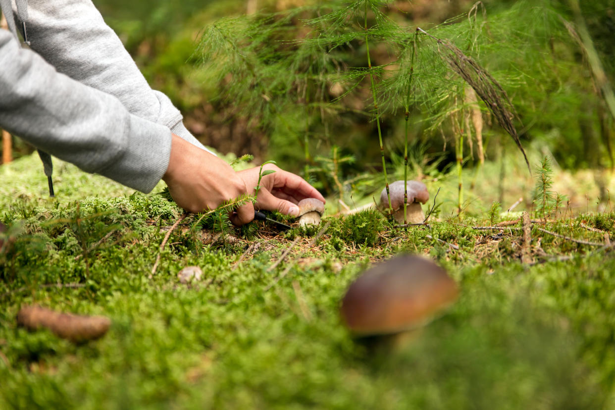 Pilze sammeln ist nicht ganz ohne Risiko. (Symbolbild: Getty Images)