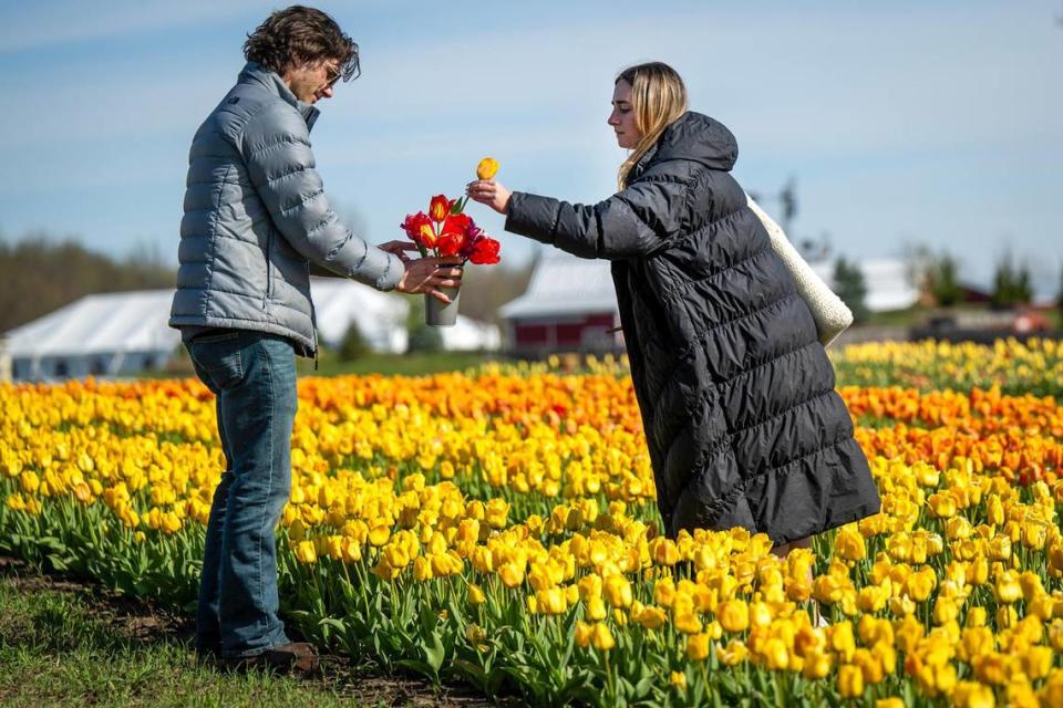 Brayden Walker, Kansas City, holds a container as Kaedyn Niemeyer, Omaha, Nebraska, slips a cut tulip into it during the opening day of The Tulip Festival. For a fee, guests can cut tulips in the field. There is an admission fee to visit the farm.