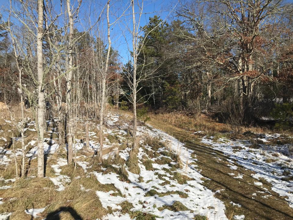 A segment of the wide blue-blazed trail at Charlestown's Tucker Woods Preserve climbs a slight incline.