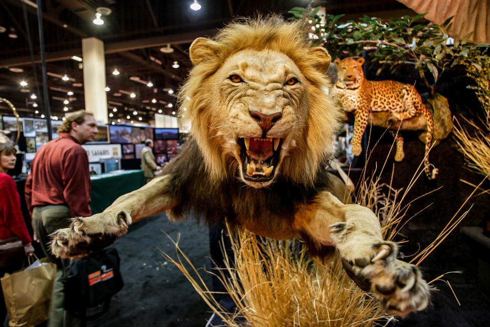 Safari Club International holds an annual convention in Reno, Nevada. Ben Cassidy, a former&nbsp;senior deputy director of intergovernmental and external affairs for Trump's Interior Department, is now director of government affairs at the hunting advocacy group. (Photo: Ted Soqui via Getty Images)