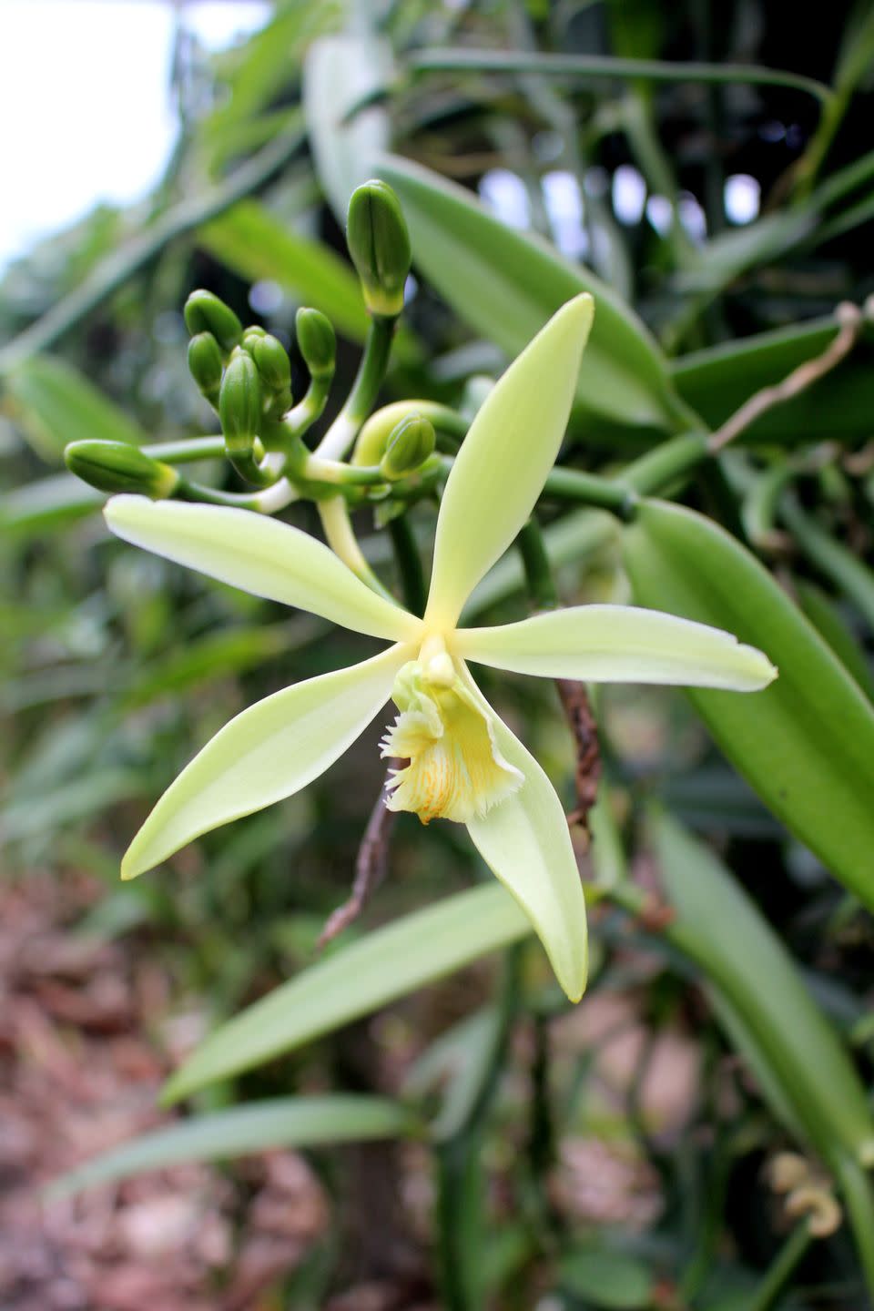 cream vanilla bean orchids