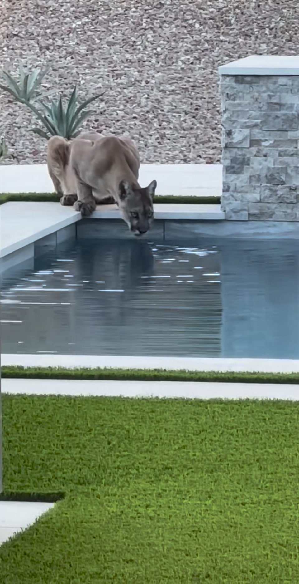 The video shows the lion crouched over the corner of the pool, eyes scanning its surroundings as it laps up water. At one point, the lion seems to glance toward the homeowner as they film from behind a sliding glass door. ​