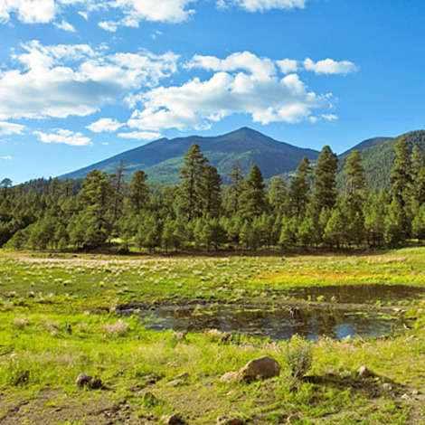 Aspen groves and grassland prairies