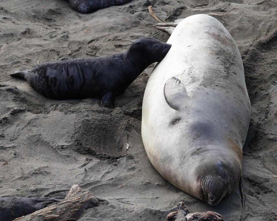 A nursing elephant seal mother, seen here at the Piedras Blancas rookery on Jan. 10, 2024, will likely lose about 40% of her weight while nursing a pup, according to Friends of the Elephant Seal. Pups nurse for about four weeks and quadruple their birth weight to 300 pounds before weaning.