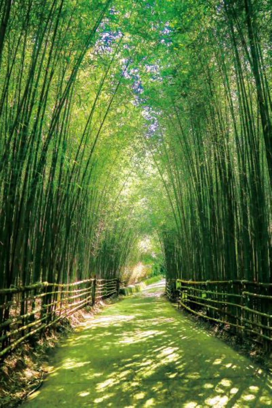 泰安烏嘎彥竹林隧道(圖片來源：苗栗文化觀光旅遊網)