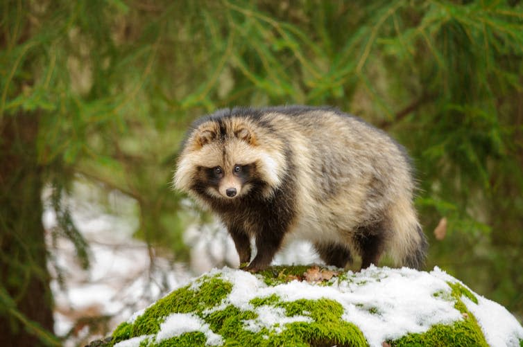 <span class="caption">Raccoon dogs might have spread SARS.</span> <span class="attribution"><a class="link " href="https://www.shutterstock.com/image-photo/raccoon-dog-walking-winter-forest-262155056" rel="nofollow noopener" target="_blank" data-ylk="slk:Stanislav Duben/Shutterstock;elm:context_link;itc:0;sec:content-canvas">Stanislav Duben/Shutterstock</a></span>