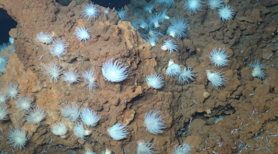 White sea anemones populate the seafloor at the Mid-Cayman Rise. This image was captured during this summer's science verification expedition with Alvin.