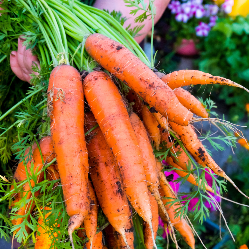 A bunch of freshl grown carrots being held above a vegetable garden