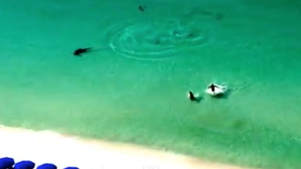 Beachgoers completely unaware of huge shark in the water (video)