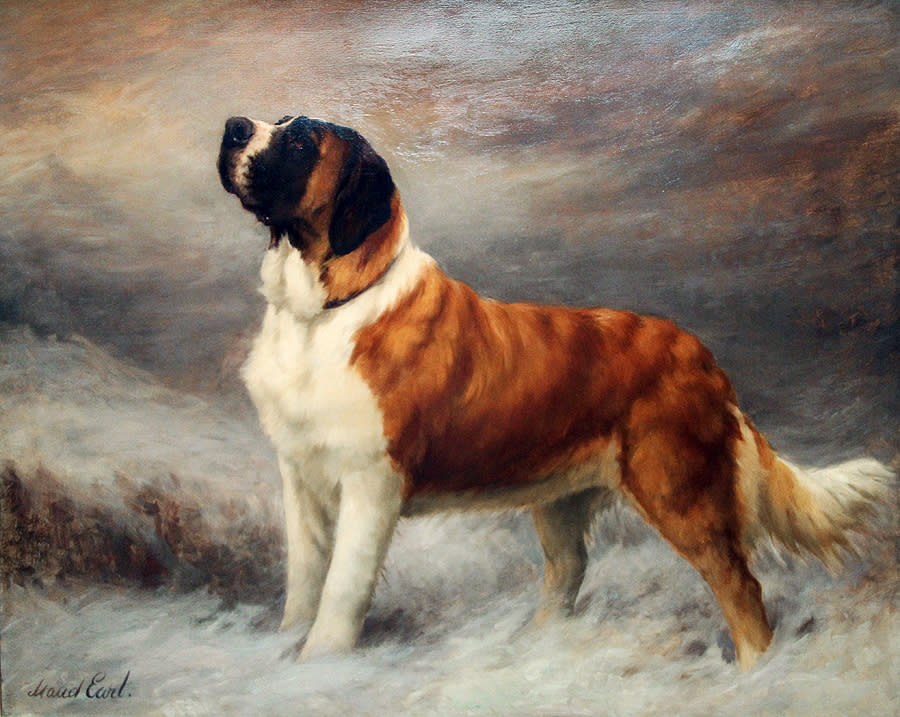 This undated publicity image provided courtesy of American Kennel Club shows a St. Bernard. In the 1890s, the St. Bernard was accepted by the American Kennel Club and became No. 1. To this day, the dog is the only giant breed to reach the top spot and the only No. 1 never to appear in the top-10 again. (AP Photo/Courtesy American Kennel Club)